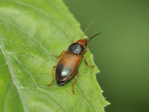Réf. 300 692 : Diachromus germanus
